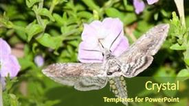  Presentation with moth - PPT theme enhanced with tomato hornworm moth feeding in flight background and a tawny brown colored foreground