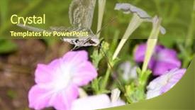  Presentation with moth - Amazing slides having tomato hornworm moth in flight feeding backdrop and a tawny brown colored foreground