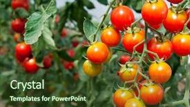  Presentation with tomato plant - Slide deck with tomato in a hothouse background and a tawny brown colored foreground