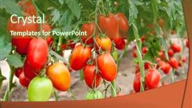  Presentation with tomato plant - Slide deck enhanced with tomato in a hothouse background and a tawny brown colored foreground