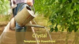  Presentation with tomato plant - Beautiful PPT theme featuring tomato plant - farming gardening agriculture and people backdrop and a tawny brown colored foreground