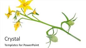  Presentation with tomato plant - Slide set with tomato plant flower background and a white colored foreground