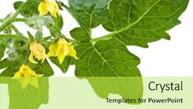  Presentation with tomato plant - PPT layouts having tomato plant with flowers isolated background and a yellow colored foreground