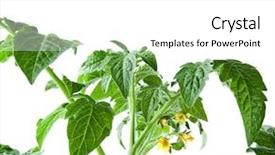  Presentation with tomato plant - Amazing slide deck having tomato plant with flowers isolated backdrop and a white colored foreground