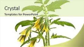  Presentation with tomato plant - PPT theme featuring tomato plant with flowers isolated background and a soft green colored foreground