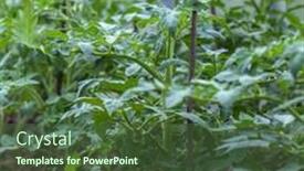  Presentation with plantation - Theme featuring tomato-plantation-sprouts-grow background and a tawny brown colored foreground