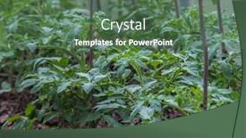  Presentation with plantation - Beautiful slides featuring tomato-plantation-sprouts-grow backdrop and a ocean colored foreground