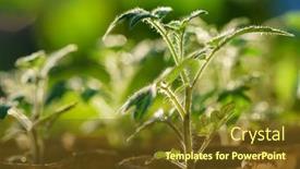  Presentation with plants - Beautiful presentation theme featuring tomato-plants-in-the-early backdrop and a tawny brown colored foreground