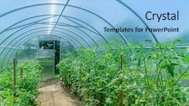  Presentation with greenhouse - Colorful PPT theme enhanced with tomato plants in the greenhouse backdrop and a  colored foreground