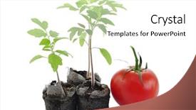  Presentation with tomato plant - Slides with tomato plants background and a white colored foreground