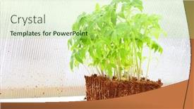  Presentation with agriculture planting - Colorful PPT theme enhanced with tomato-seedlings-before-planting backdrop and a mint green colored foreground