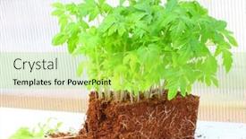  Presentation with agriculture planting - PPT theme having tomato-seedlings-before-planting background and a yellow colored foreground