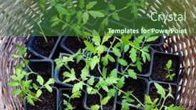  Presentation with gardening - Cool new presentation design with tomato-seedlings-in-a-basket backdrop and a forest green colored foreground