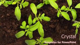  Presentation with dirt - PPT theme with tomato-sprouts-in-dirt-outdoors background and a wine colored foreground