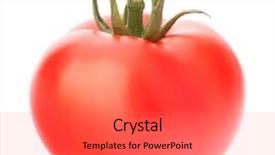  Presentation with monarch butterfly isolated on white - Audience pleasing slide set consisting of tomato vegetable isolated on white backdrop and a  colored foreground