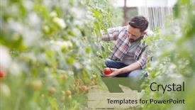  Presentation with green house - Cool new PPT theme with tomatoes from his hot green backdrop and a yellow colored foreground