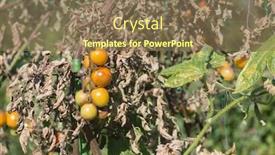  Presentation with late - Audience pleasing slide deck consisting of tomatoes-get-sick-by-potato backdrop and a coral colored foreground