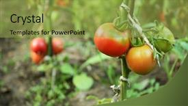  Presentation with tomato plant - Presentation design consisting of tomatoes growing in garden background and a yellow colored foreground