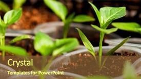  Presentation with seedling - Slide set enhanced with tomatoes growing out of soil background and a tawny brown colored foreground