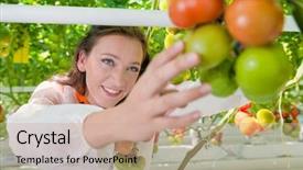  Presentation with green house - Audience pleasing PPT theme consisting of tomatoes in a green house backdrop and a coral colored foreground