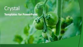  Presentation with greenhouse farm - Presentation design featuring tomatoes-in-the-greenhouse-harvest background and a shamrock green colored foreground