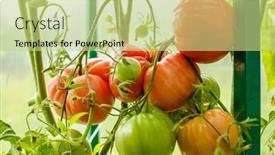  Presentation with greenhouse farm - Presentation theme consisting of tomatoes-in-the-greenhouse-harvest background and a mint green colored foreground