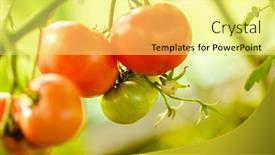  Presentation with greenhouse farm - Slide set with tomatoes-in-the-greenhouse-harvest background and a blonde colored foreground