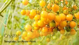  Presentation with greenhouse farm - Audience pleasing slide set consisting of tomatoes-in-the-greenhouse-harvest backdrop and a yellow colored foreground