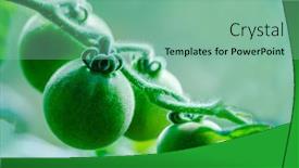  Presentation with greenhouse farm - Presentation design featuring tomatoes-in-the-greenhouse-harvest background and a seafoam green colored foreground