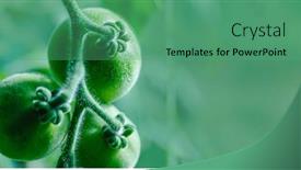  Presentation with greenhouse farm - Cool new PPT theme with tomatoes-in-the-greenhouse-harvest backdrop and a ocean colored foreground