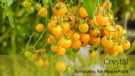  Presentation with greenhouse farm - Presentation theme consisting of tomatoes-in-the-greenhouse-harvest background and a gold colored foreground