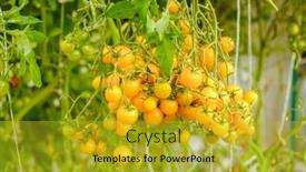 Presentation with greenhouse farm - Presentation design with tomatoes-in-the-greenhouse-harvest background and a gold colored foreground
