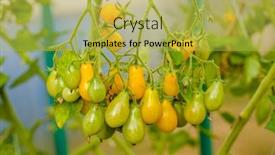  Presentation with greenhouse farm - Colorful presentation theme enhanced with tomatoes-in-the-greenhouse-harvest backdrop and a yellow colored foreground