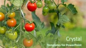  Presentation with vegetable garden - Cool new slide deck with tomatoes in the vegetable garden backdrop and a tawny brown colored foreground