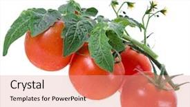  Presentation with tomato plant - Cool new PPT theme with tomatoes isolated on white background backdrop and a coral colored foreground