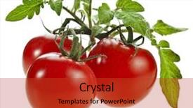  Presentation with tomato plant - PPT layouts consisting of tomatoes isolated on white background background and a red colored foreground