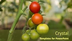  Presentation with branch - Slides consisting of tomatoes-on-branch-closeup-shallow background and a tawny brown colored foreground