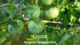  Presentation with orchard - PPT layouts featuring tomatoes orchard field homestead background and a forest green colored foreground