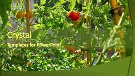  Presentation with orchard - Beautiful presentation theme featuring tomatoes orchard field homestead backdrop and a tawny brown colored foreground