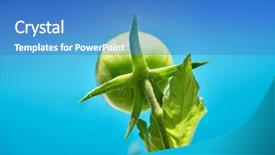  Presentation with orchard - Beautiful PPT theme featuring tomatoes orchard field homestead backdrop and a teal colored foreground