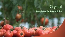  Presentation with vegetable garden - 