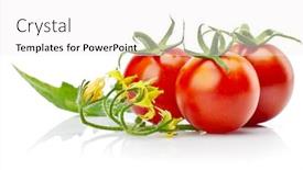  Presentation with green life - Cool new slide deck with tomatoes with green leaf and twig with flower vegetable still life isolated on white background backdrop and a white colored foreground