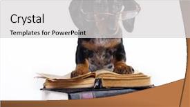  Presentation with book glasses - Colorful slide deck enhanced with tome - purebred dachshund puppy in glasses backdrop and a  colored foreground