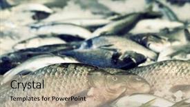  Presentation with fish processing - Cool new presentation theme with toned image of fresh fish backdrop and a mint green colored foreground
