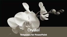  Presentation with orchids - Cool new presentation design with toned monochrome on black backdrop and a gray colored foreground