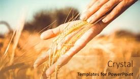  Presentation with old wite man and his music - PPT layouts consisting of toned photo of man's palms with rye spikelets background and a yellow colored foreground