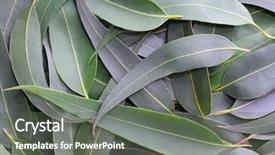  Presentation with australian bush - Amazing PPT theme having tones of the australian bush backdrop and a gray colored foreground