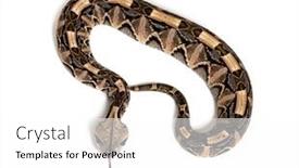  Presentation with tongue - PPT theme enhanced with tongue-out-gaboon-viper-bitis background and a white colored foreground