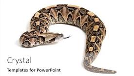 Presentation with grill out - Presentation theme with tongue-out-gaboon-viper-bitis background and a white colored foreground