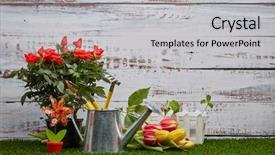  Presentation with light roses - Presentation theme consisting of tools watering can young sprout background and a light gray colored foreground